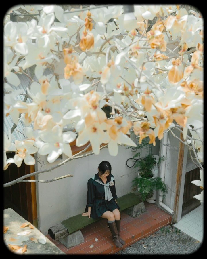 6_phot 게시물 이미지: (실시간) 지금 당장 달려가야 할 목련 카페☕️🤍
.
저번 주말에 경상도 쪽 목련...