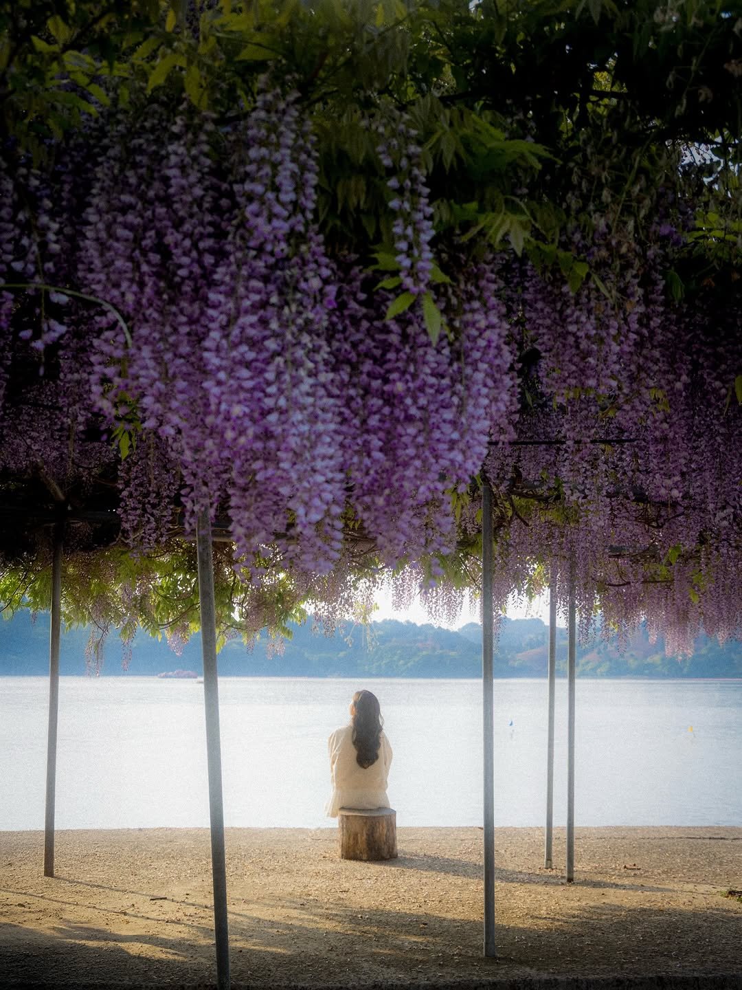 6_phot 게시물 이미지: 등나무꽃+바다를 같이 볼 수 있다?
.
신비로운 등나무꽃과 푸른 바다를 함께 볼 수...