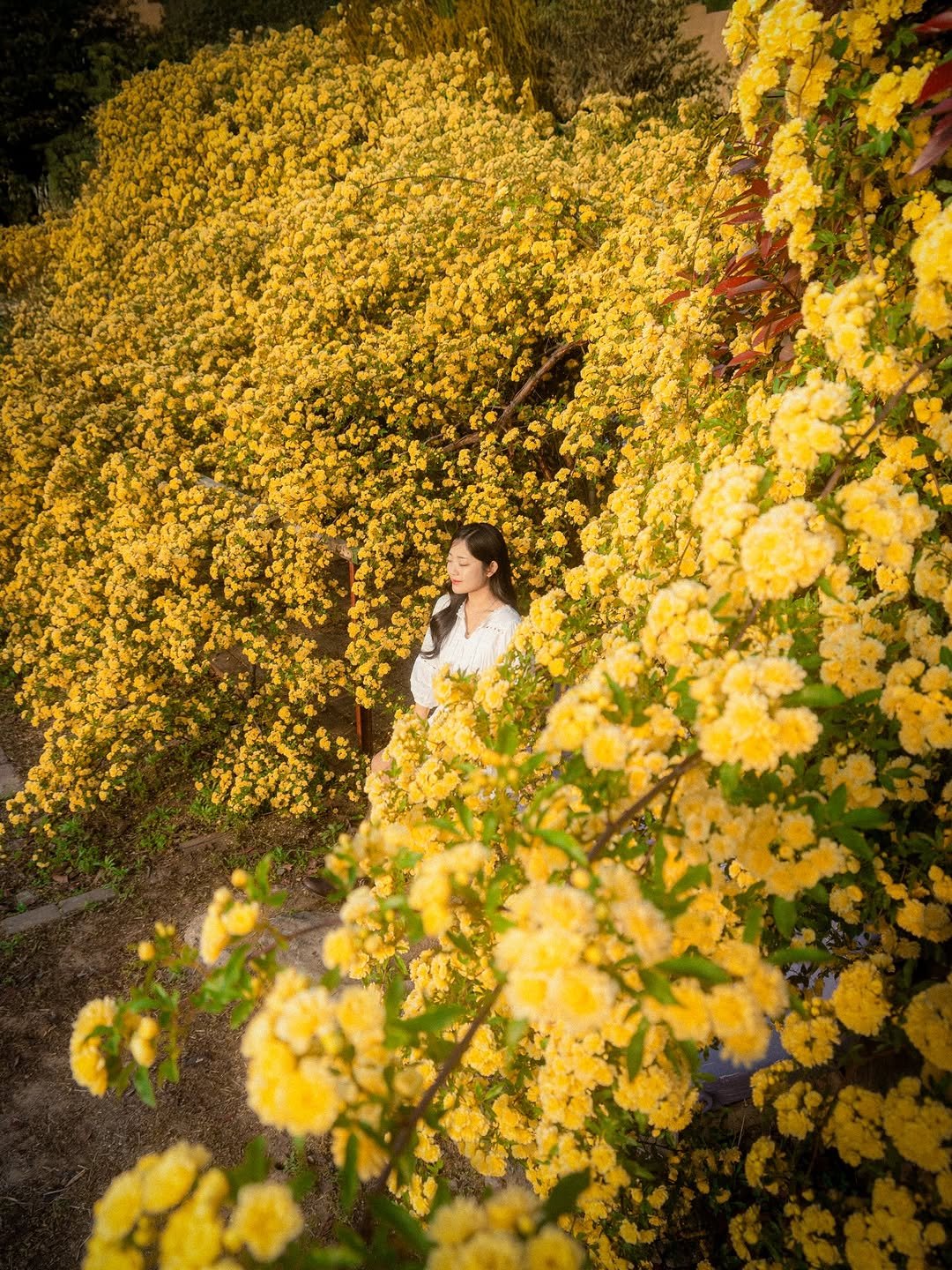 6_phot 게시물 이미지: 디즈니 공주님이 되..💛
.
노오란 목향장미가 한가득인 곳🌼

심지어 바다까지 같이...