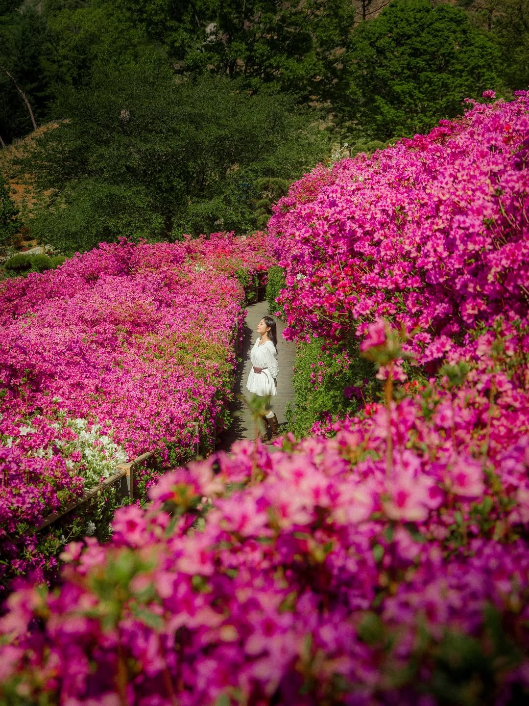 6_phot 게시물 이미지: 전국 핑크러버들 모여라💗
.
하나의 동산이 철쭉으로 뒤덮여 핑크 동산이 되어버린...