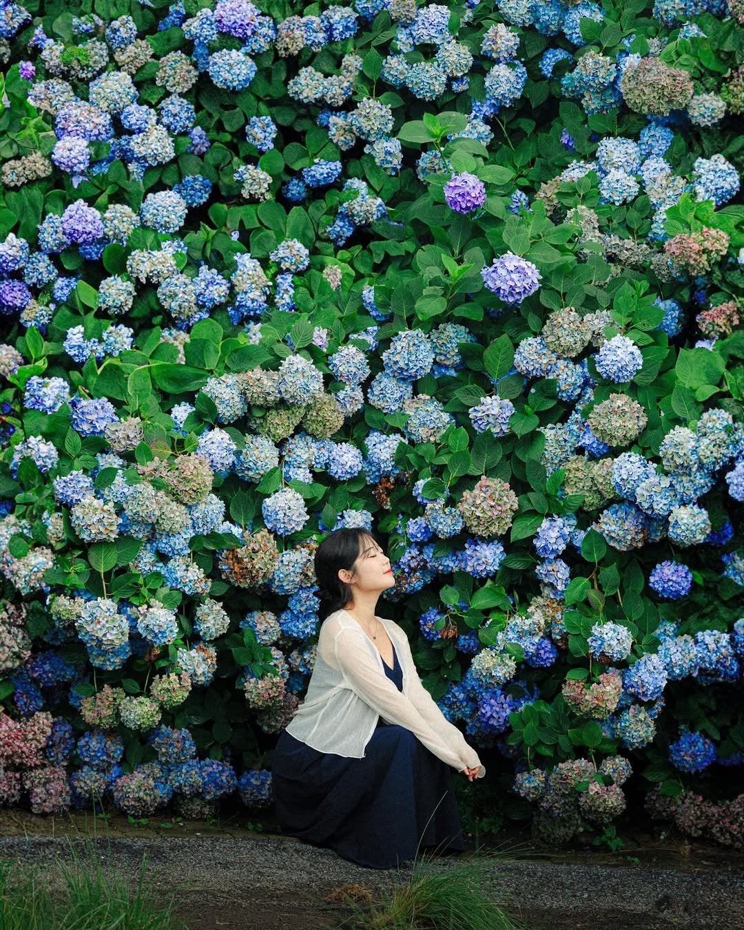 6_phot 게시물 이미지: 제주도 꼭 가야 할 수국 스팟 Top2💙🩷
.
제주 하면? 수국!
수국 하면?...