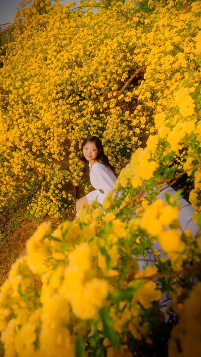 6_phot 게시물 이미지: 찐으로 꽃 속에 파묻히고 옴💛
.
노오란 목향장미가 한가득인 곳🌼

심지어 바다까지...
