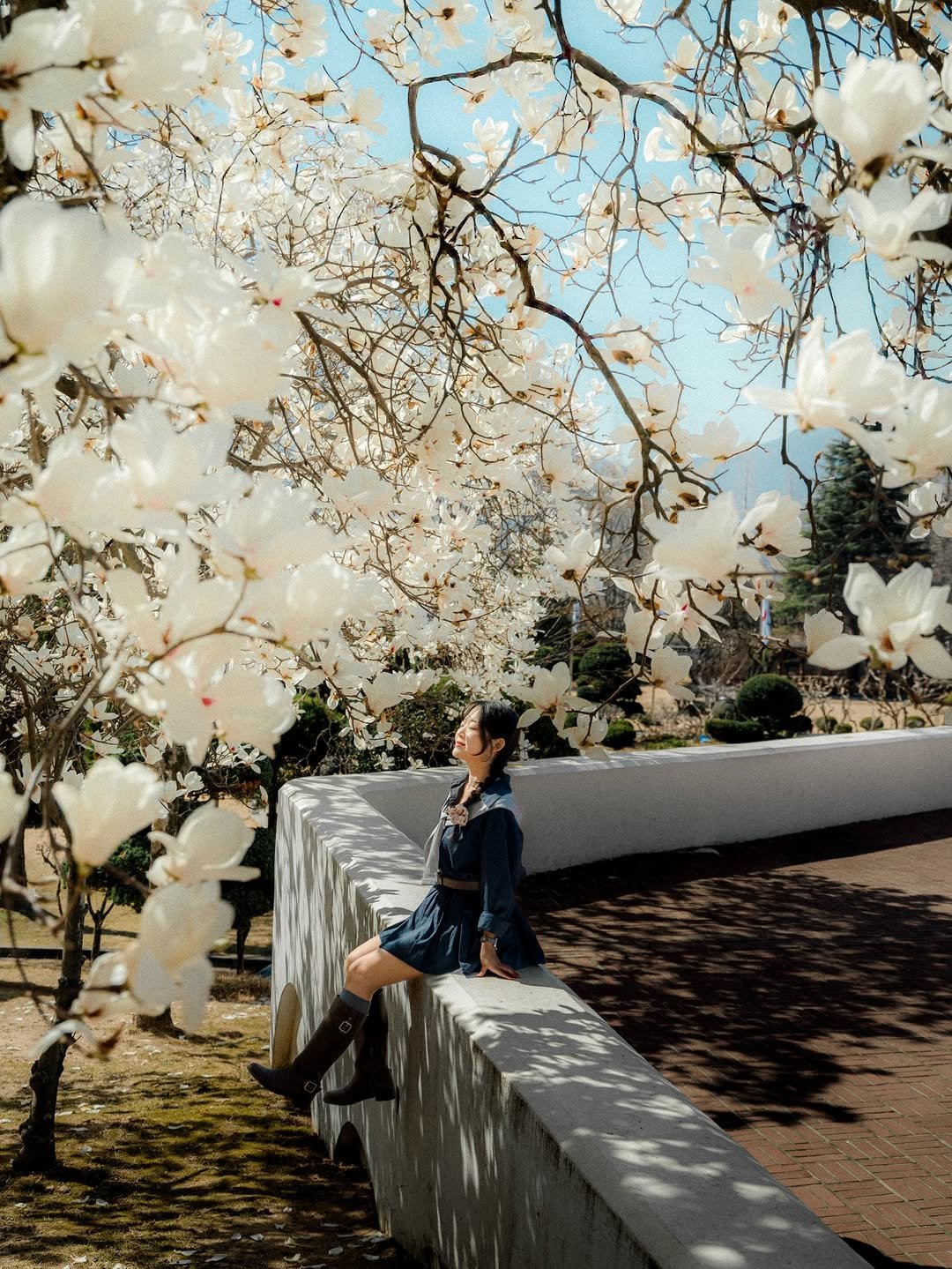 Photo by 식스팟ㅣ여행 사진가 on March 25, 2026. May be an image of stone-fruit tree and text.