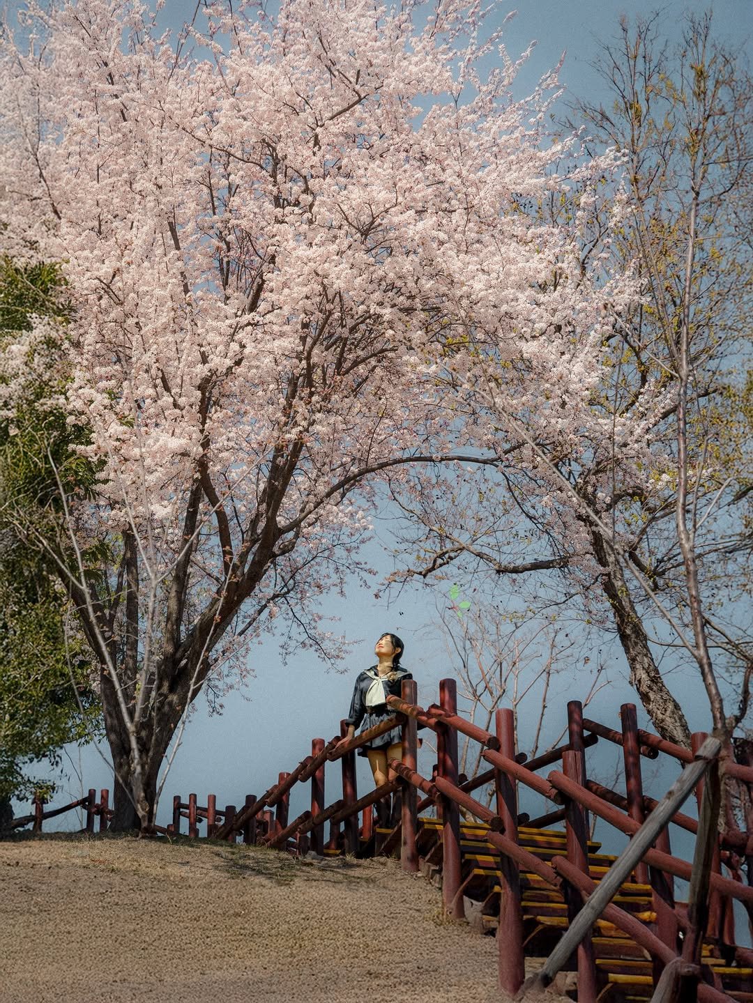 Photo by 식스팟ㅣ여행 사진가 on March 28, 2026. May be an image of stone-fruit tree, nature and text.
