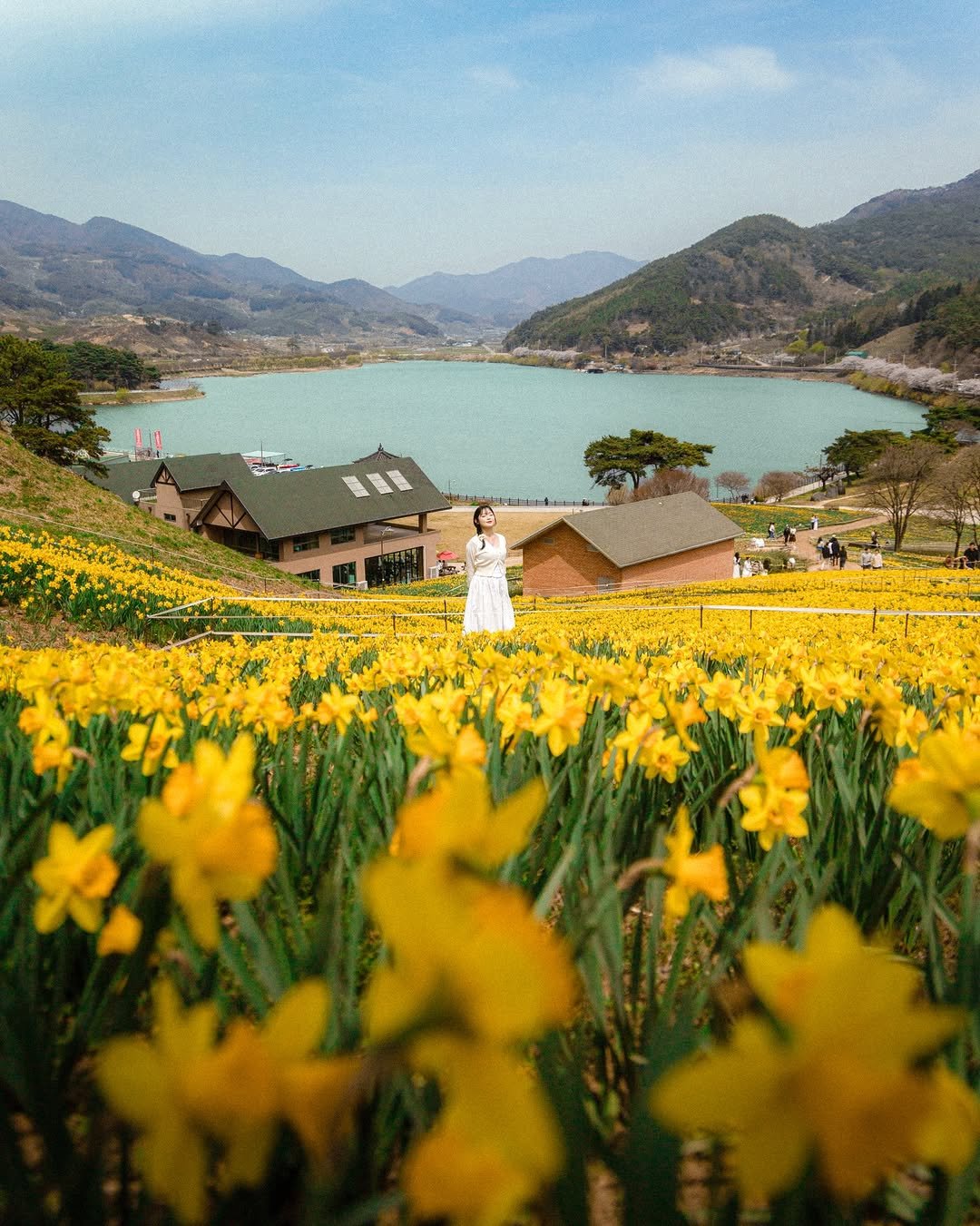 Photo by 식스팟ㅣ여행 사진가 on March 30, 2026. May be an image of daffodil, yellow iris and text.