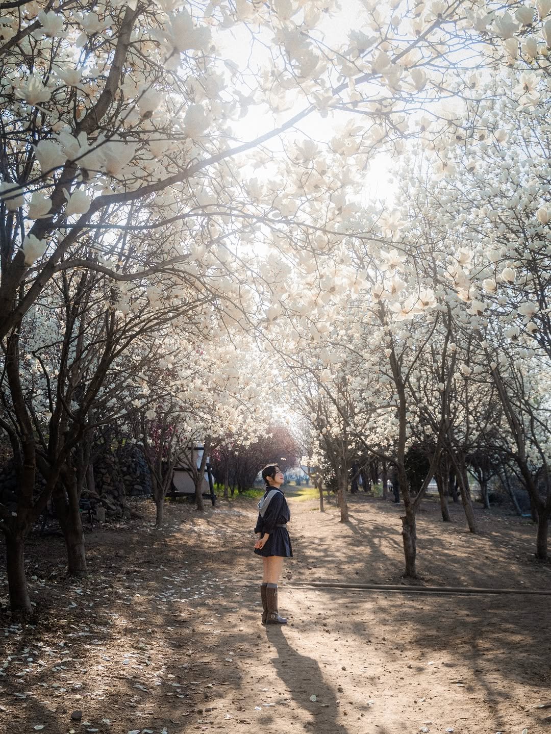 Photo by 식스팟ㅣ여행 사진가 on March 29, 2026. May be an image of shadbush, stone-fruit tree and text.