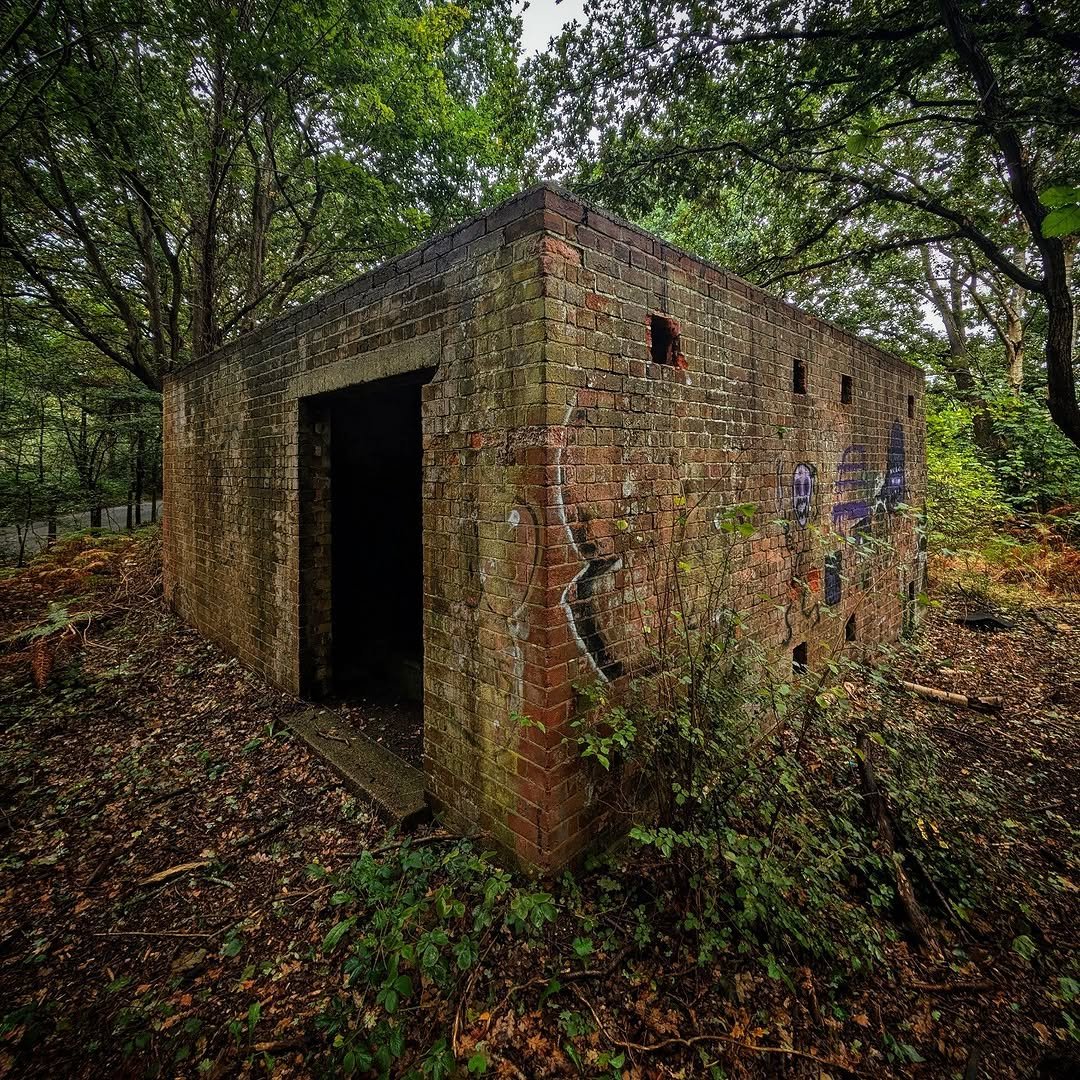 794 게시물 이미지: Cabin in the woods