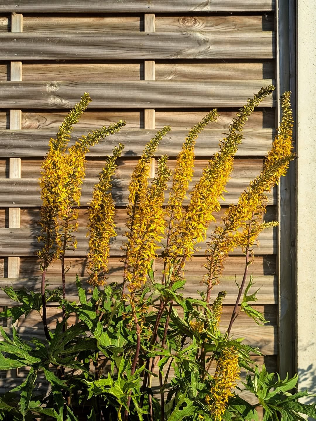 794 게시물 이미지: All the things flowering in our garden in the...