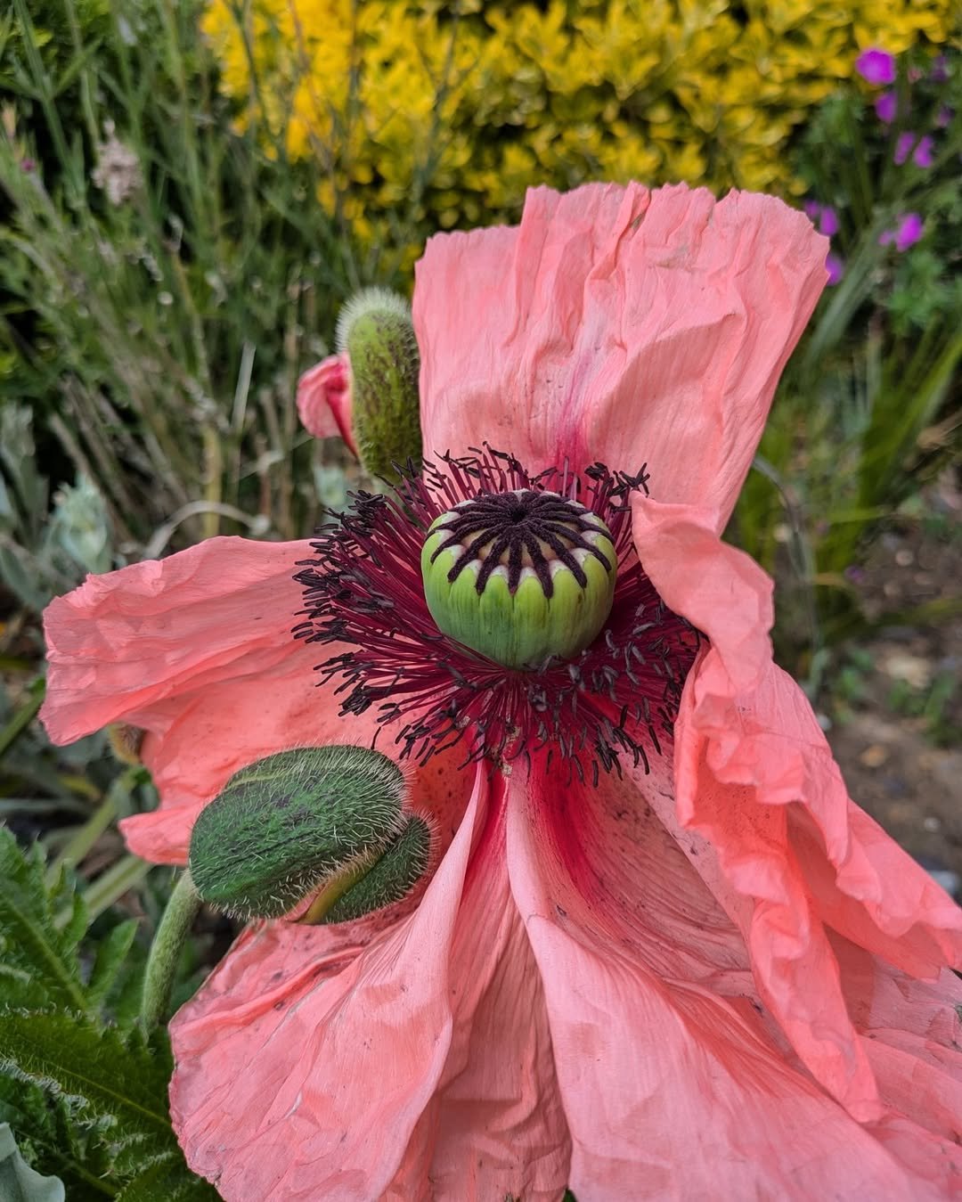 794 게시물 이미지: All the things flowering in our garden at the...