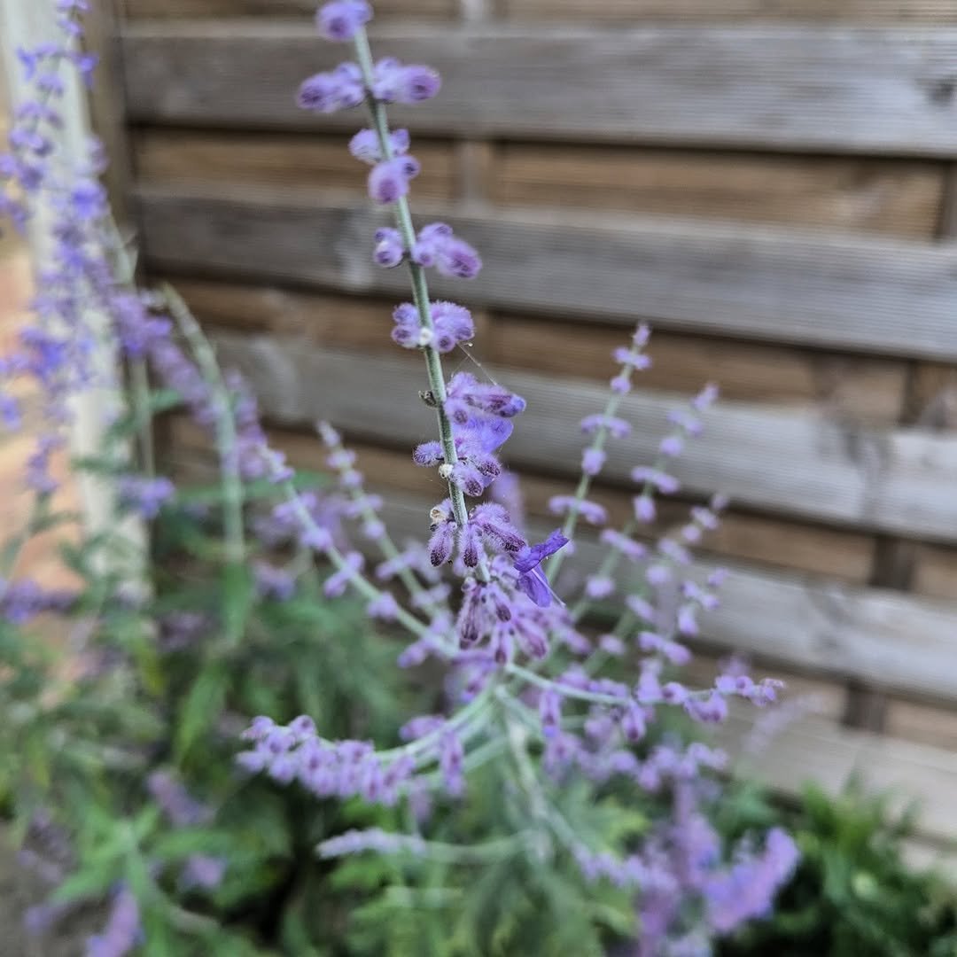 794 게시물 이미지: All the things flowering in our garden at the...