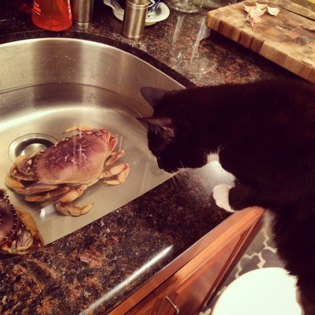 825 게시물 이미지: murder staring down some crab ass.