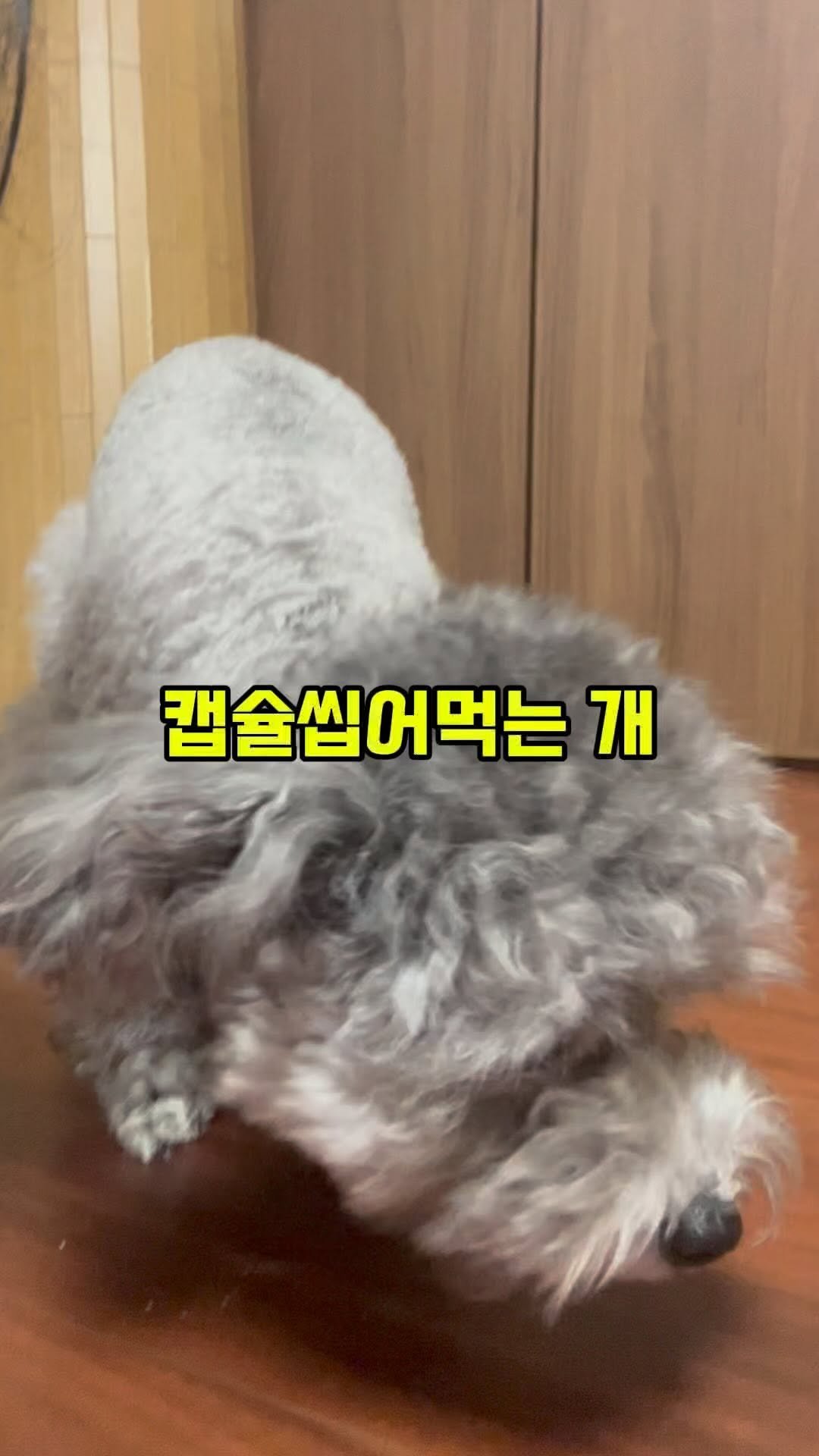 91.166kg 게시물 이미지: 진짜 수상한 영양제다🤪
-
#1tdc #아토카인 #에피클 #강아지영양제 #강아지효소...