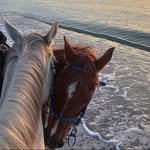 saafy92f 프로필 사진