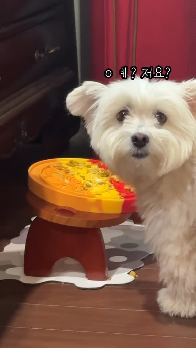 97crystalkiki 게시물 이미지: #협찬 

밥을 굉~장히 빨리 먹는 강아지들에게 추천하는
#포니테일실리콘슬로우식기...