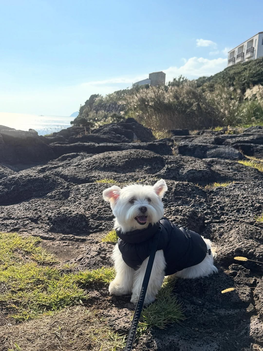 Photo shared by 키키야𖤐 on October 26, 2025 tagging @petsome_official. May be an image of Maltese and text.