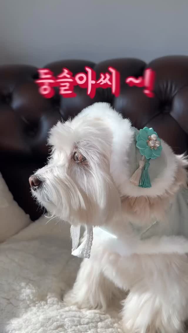 97crystalkiki 게시물 이미지: #협찬

우리 둥슬이 견생샷 치트키 등장! 🐶❄️ 
이번 설날이랑 겨울 코디는...