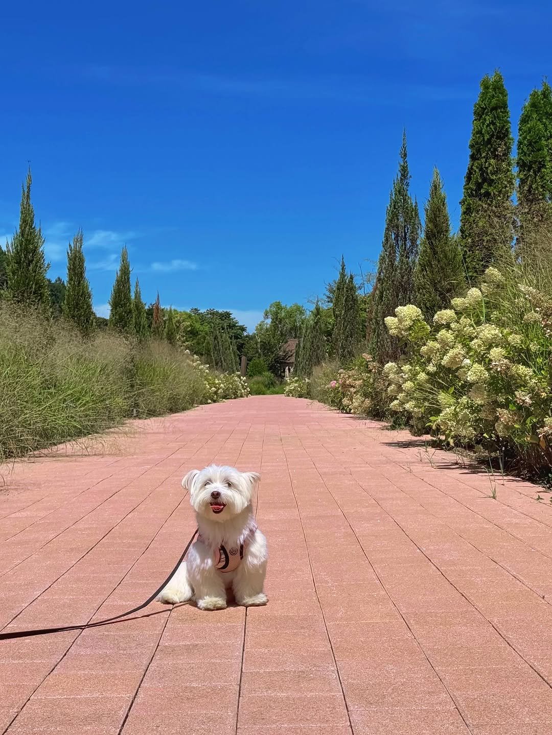Photo shared by 키키야𖤐 on September 07, 2025 tagging @petsome.official.