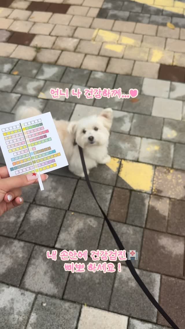 97crystalkiki 게시물 이미지: #협찬

우리 강아지 건강체크 어떻게 하고 계신가요??
저희는 한 달에 한 번씩...