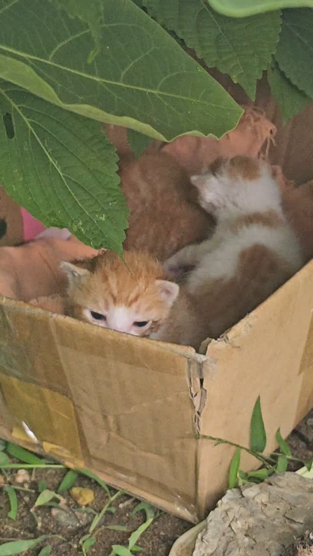 Changdong_bulgogi 게시물 이미지: 귀여운 아기고양이.😍
누군가 창동골목에 버리고 갔나봐요.
너무 귀여운 길고양이예요