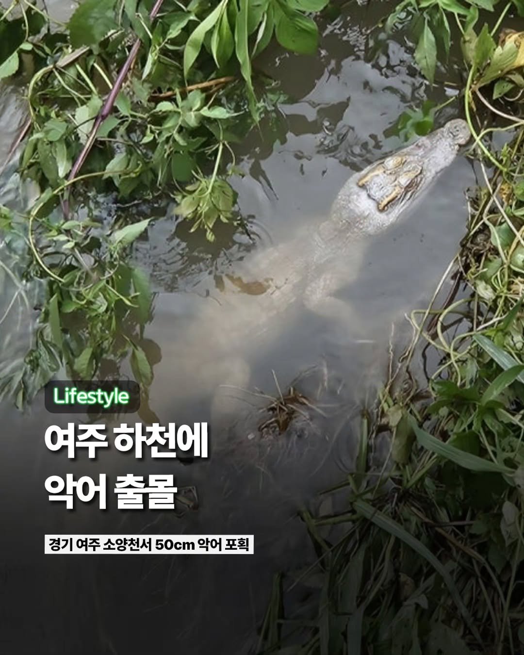 Etc_zine 게시물 이미지: 수도권 곳곳에 집중호우가 내린 가운데 경기 여주시 소양천에서 악어가...