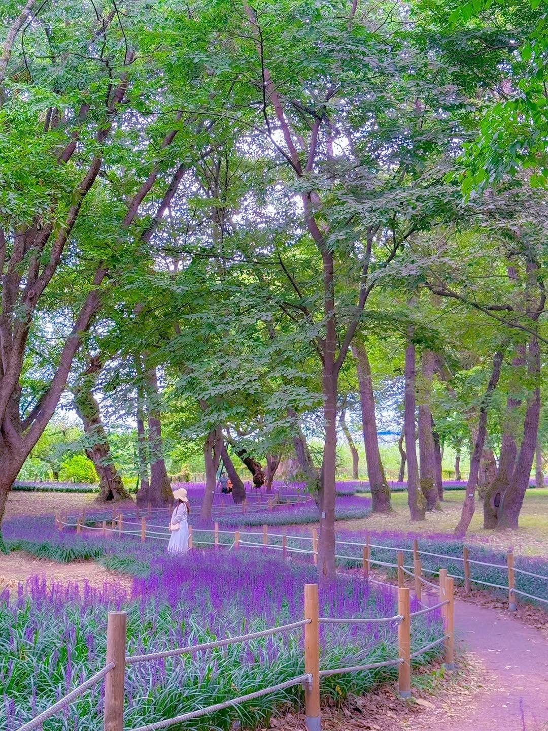 Photo by 감성여행 크리에이터ㅣ꽃은별 on August 22, 2025. May be an image of 2 people, French lavender, jacaranda, scorpion grass, lavender and text.