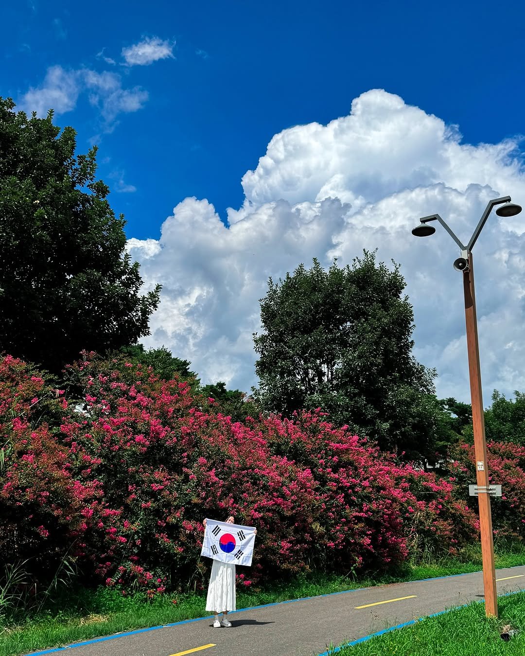Photo by 감성여행 크리에이터ㅣ꽃은별 on August 15, 2025. May be an image of rose, telephone pole, outdoors, curb, lamppost and text.