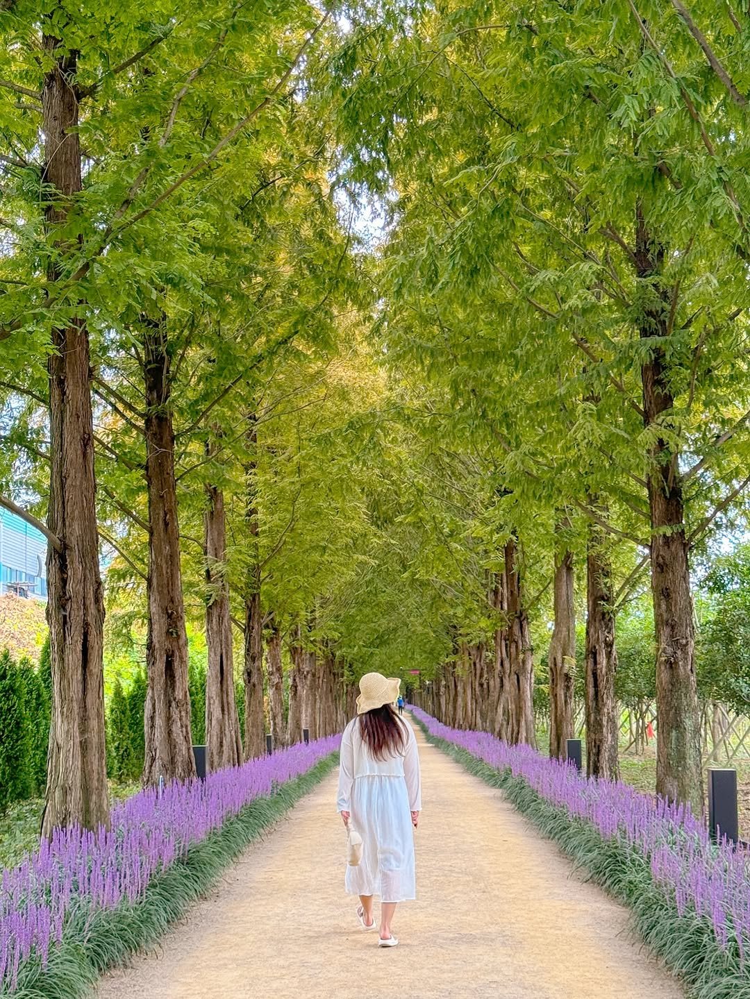 Photo by 감성여행 크리에이터ㅣ꽃은별 on August 20, 2025. May be an image of 1 person, French lavender, lavender and text.