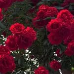 garden.won 프로필 사진