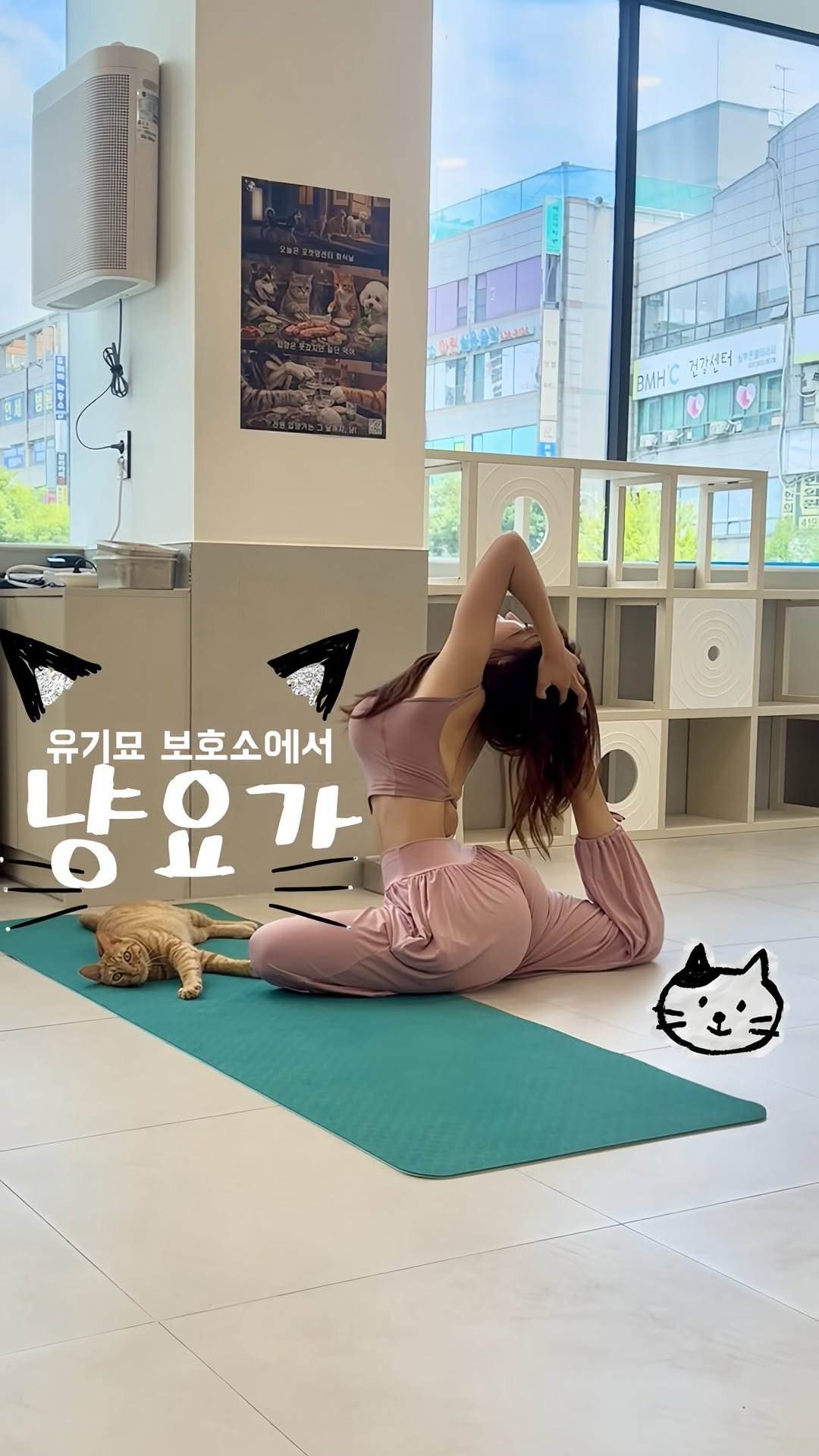 Im_your_summer 게시물 이미지: 유기묘 보호소에서 요가수업하고 왔어요🐱🩷✨

사아실.. 냥이들이 귀여워서 수업에...