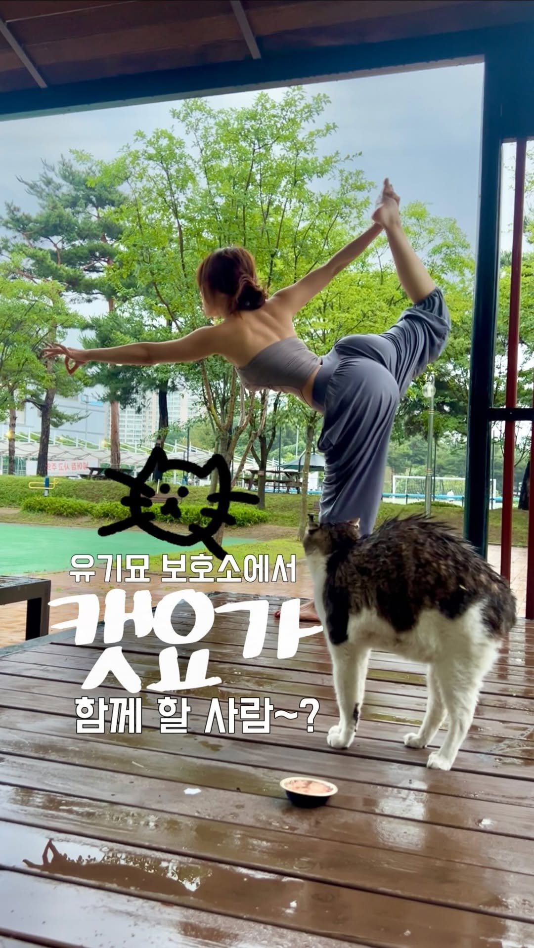 Im_your_summer 게시물 이미지: 고양이랑 요가 할 사람~?

📍7월 18일 토요일 오후 1시 / 안산에 있는...