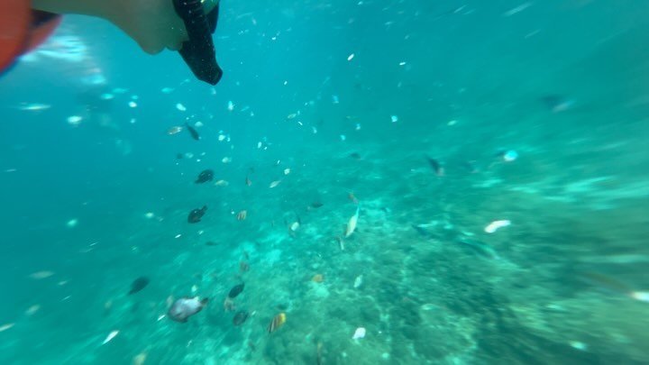 Jisuuung__e 게시물 이미지: 스노쿨링🪸🐠🫧