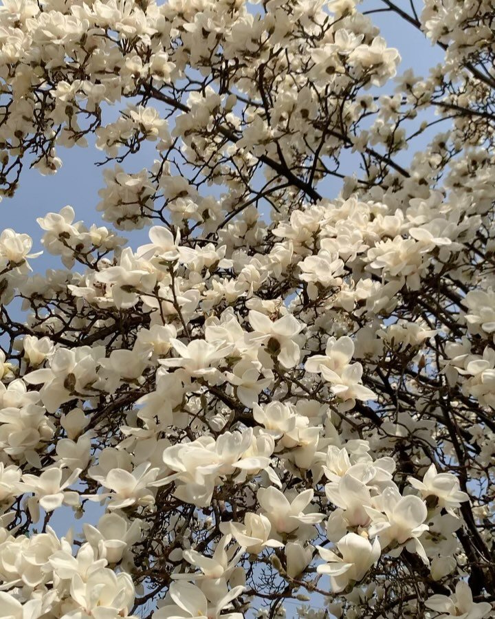 Limbbo 게시물 이미지: 봄이 와버렸다🌸