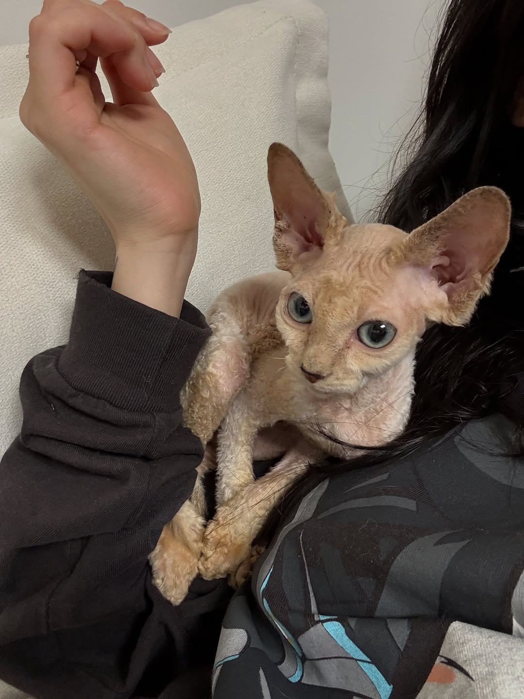 Photo shared by 송효이 songhyooii on October 26, 2025 tagging @songhyooii. May be an image of kitten.