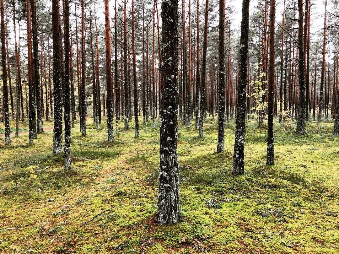 Photo by Sander Värv on October 07, 2018.