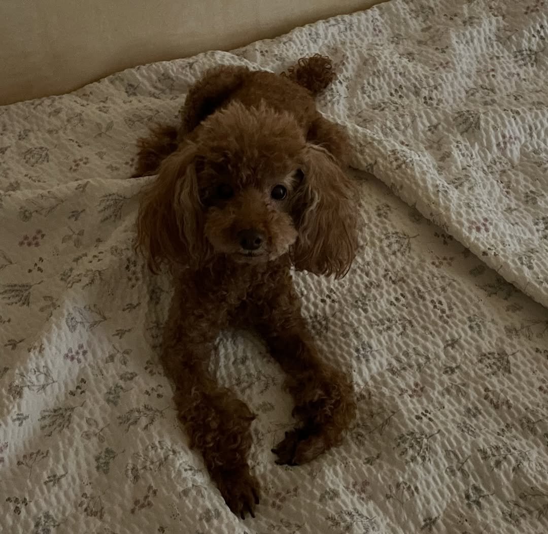 Photo by Misung on April 05, 2026. May be an image of Bedlington terrier and text.