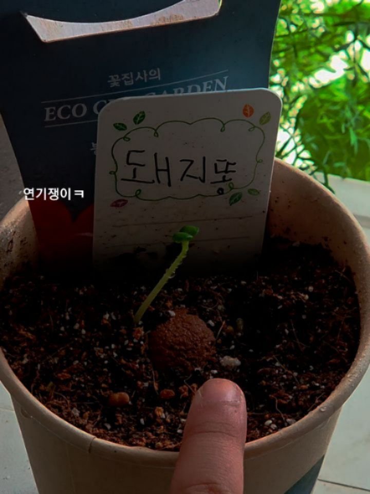 URBAN_GARDENER_OFFICIAL 게시물 이미지: 지난 주 금요일 (6/5)에 심은 봉선화 씨드볼에서 새싹이 나왔어요! 이름을...