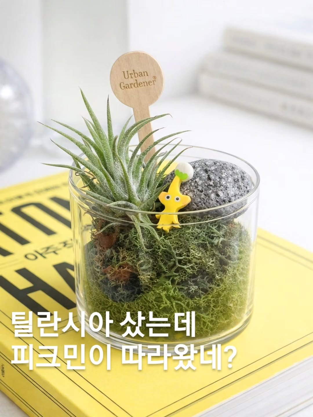 URBAN_GARDENER_OFFICIAL 게시물 이미지: 그렇다고합니다.
틸란시아를 사시면 피크민을 함께 보내 드려요
아고 귀여워라...
