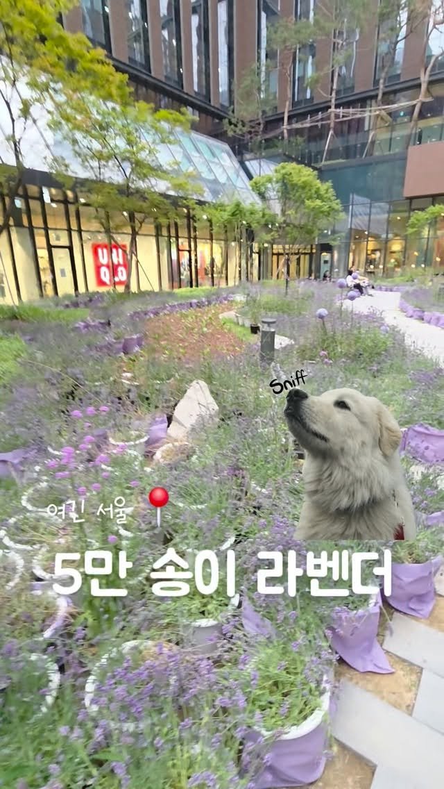 URBAN_GARDENER_OFFICIAL 게시물 이미지: 마곡 원그로브 처음 가봤는데 보랏빛 라벤더가 가득이네요 💜😍
#라벤더 #식물 #꽃...