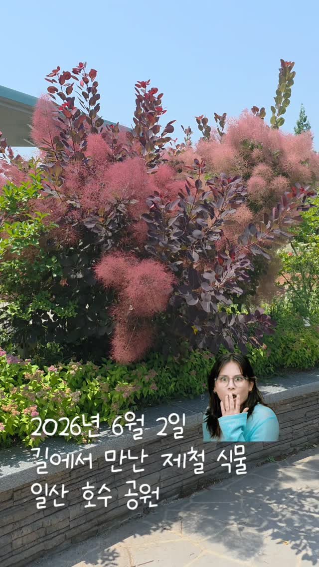 URBAN_GARDENER_OFFICIAL 게시물 이미지: 계절의 선물 😍
제철 아름다운 식물에 감사 🙏
집에가는 길 주변을 둘러보며 이...