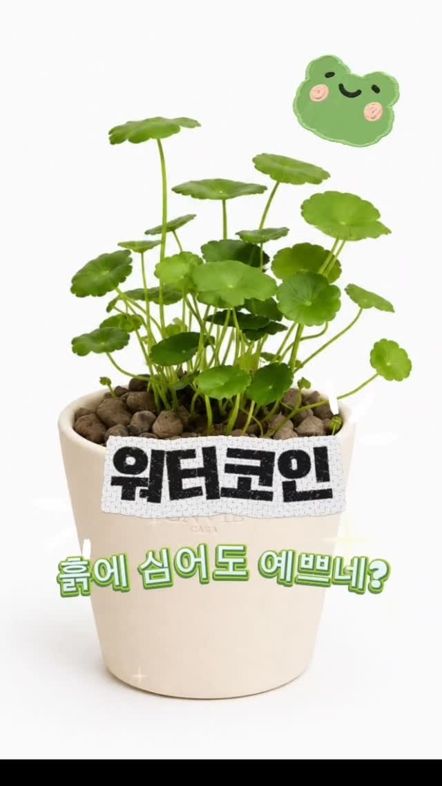 URBAN_GARDENER_OFFICIAL 게시물 이미지: 워터코인은 물에서도 흙에서도 키울 수 있는 순한 식물이에요. 보고 있으면 행복해지고...