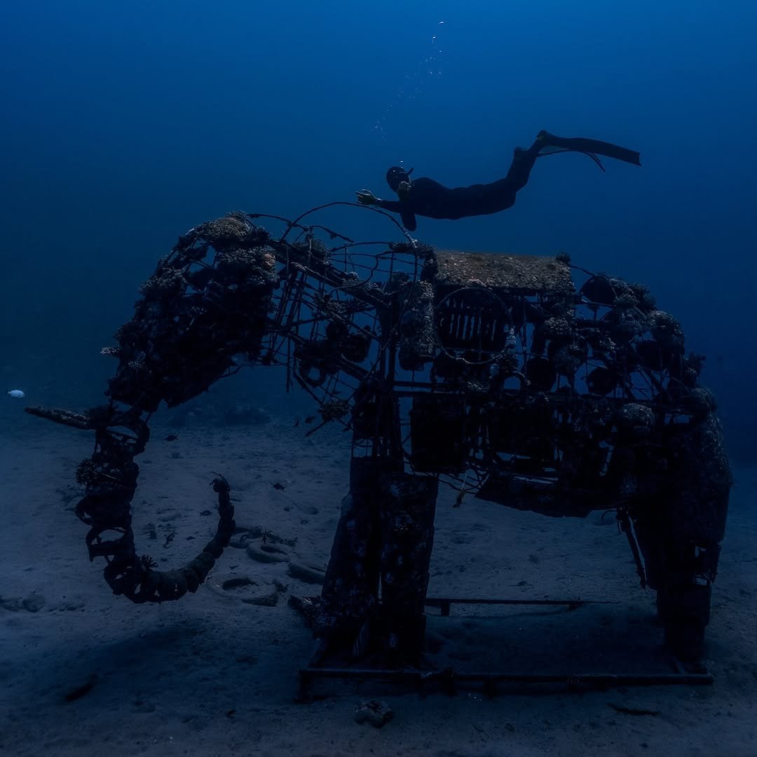 Photo shared by LEE JONGKEE on October 27, 2025 tagging @alchemy_hellas, and @diver__chris. May be an image of seahorse and text.