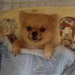 vvdbsdk 프로필 사진