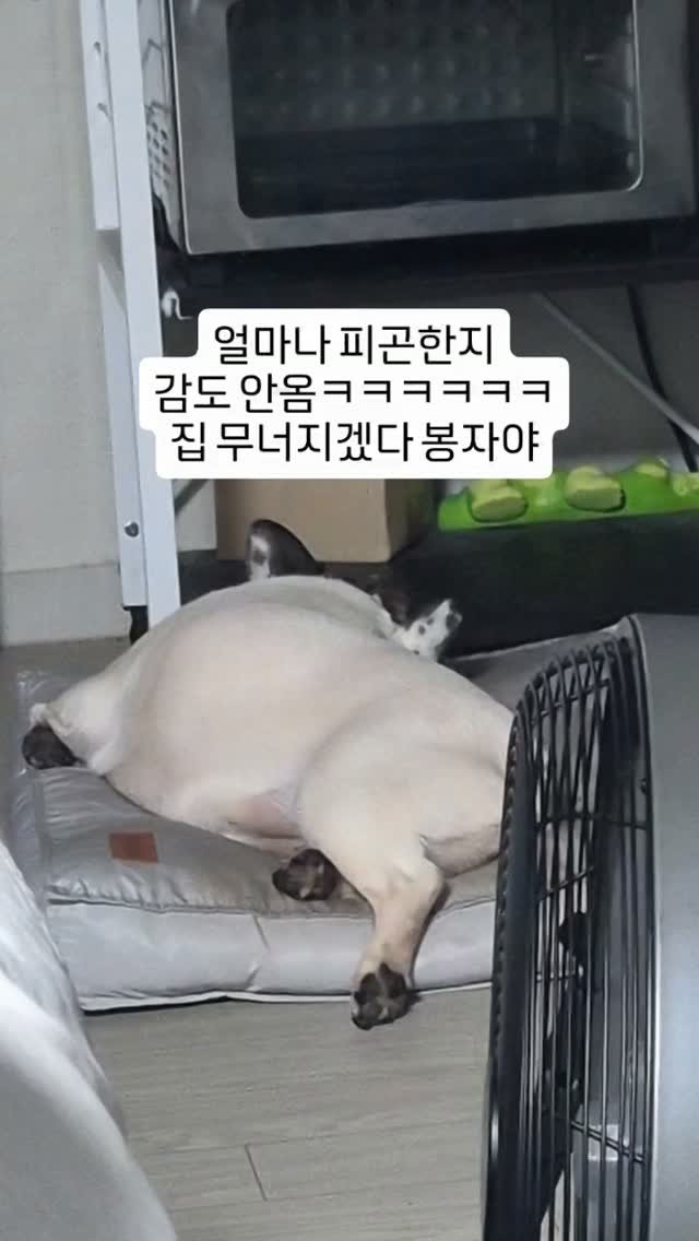 __168_sun 게시물 이미지: 드르렁드르렁

#프렌치불독 #프불 #봉자