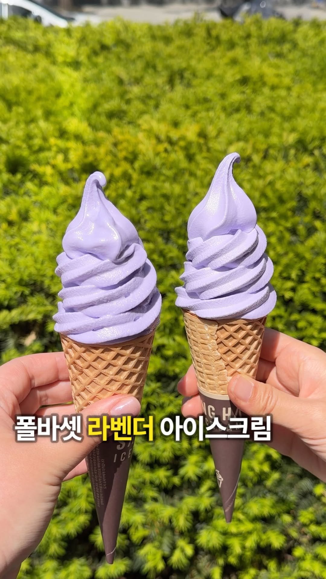 ___foodtour 게시물 이미지: 폴바셋 💜라벤더 아이스크림💜 재출시!!

신기하게 아이스크림에서 향긋한 라벤더 맛이...