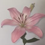 djsdl_s2 프로필 사진