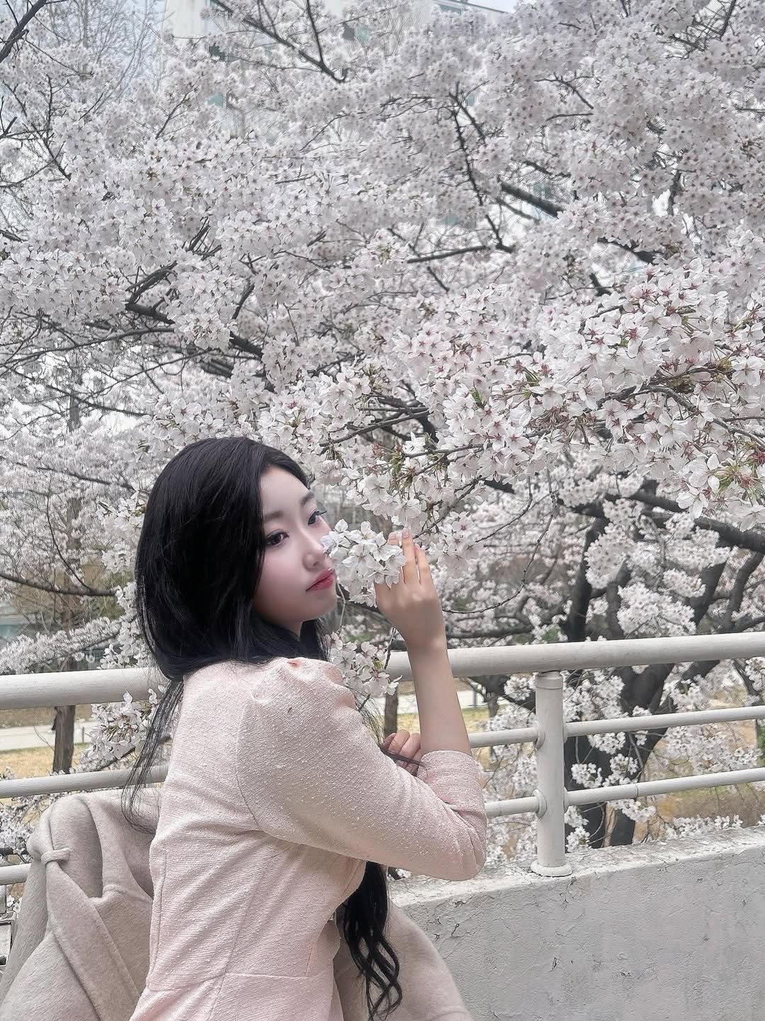 ___yuza 게시물 이미지: 벚꽃 사진 막차🩷