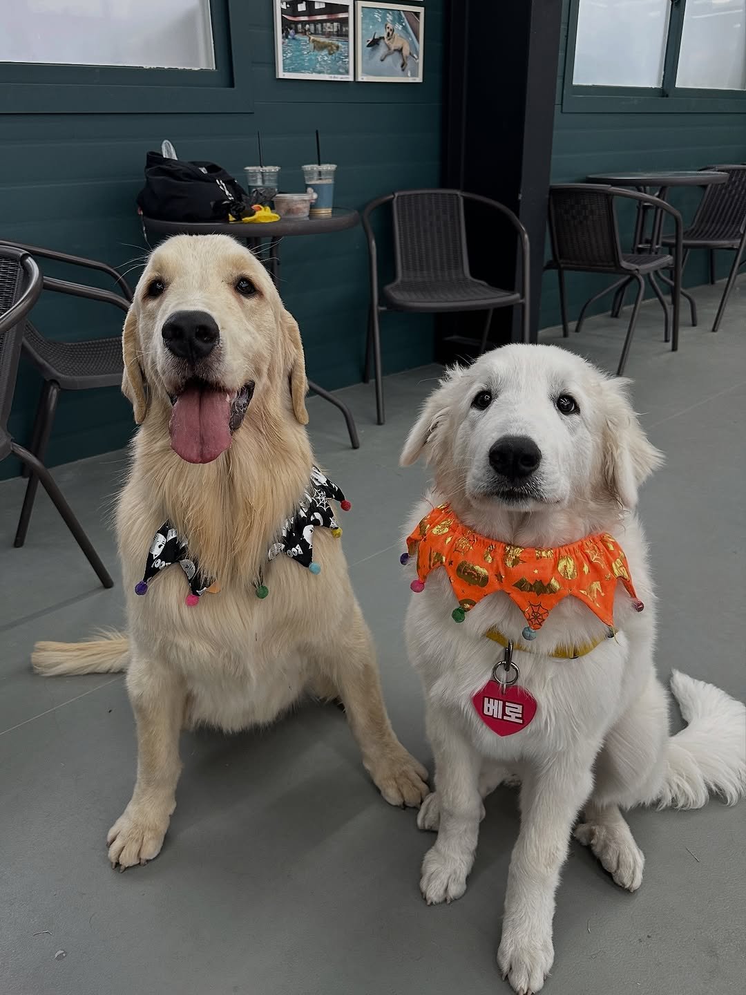 Photo shared by 염민경 on November 01, 2025 tagging @petshill_swimmingpool, and @petshill_school.hotel. May be an image of Great Pyrenees, golden retriever, bandanna and text.