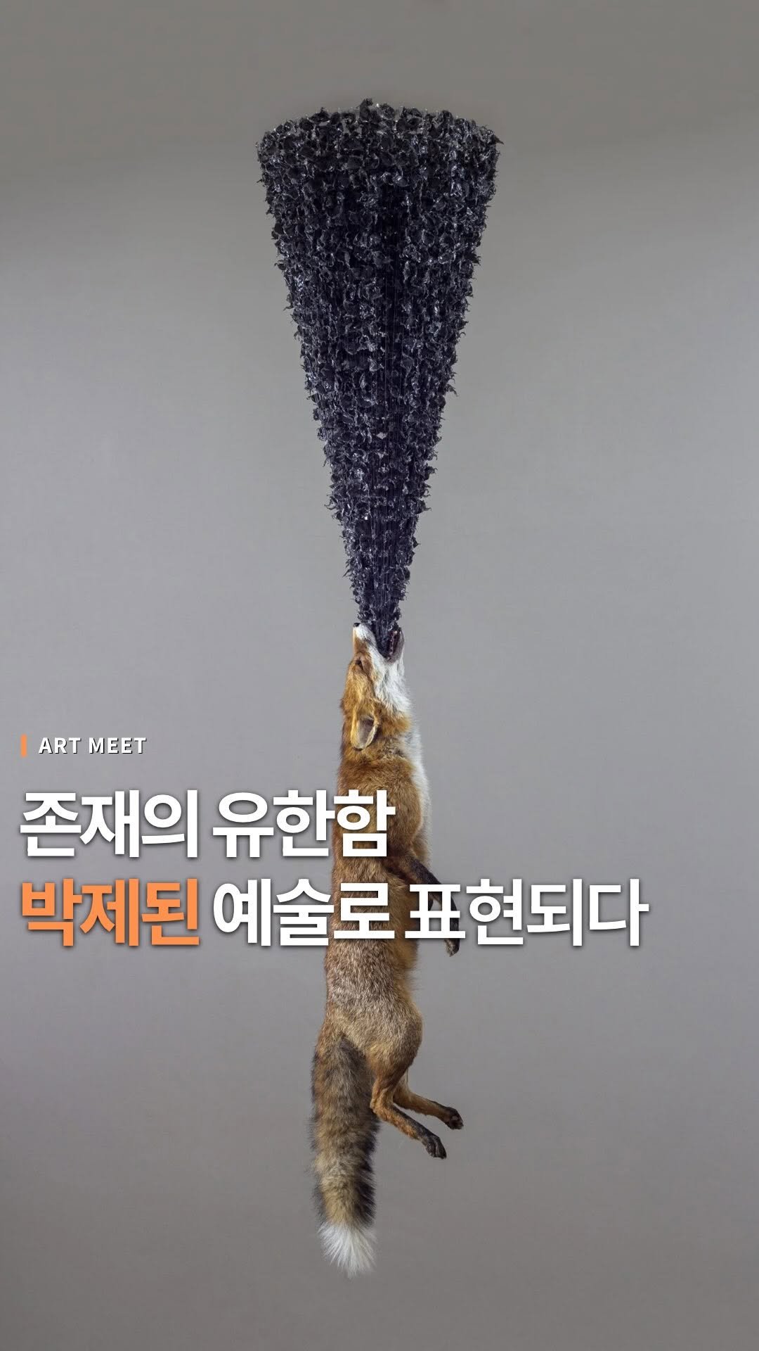 _art_meet 게시물 이미지: 이 작가는 죽은 동물을 작품에 사용해 존재의 유한함을 표현했습니다 

도로에서 차에...