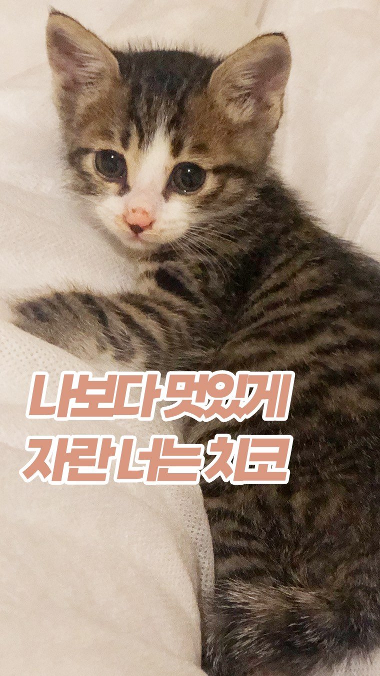 _askthecat 게시물 이미지: <치코>
#어려운건고양이한테물어봐 #치코동복
치코 아기때 예뻤단 거 이제 저도...