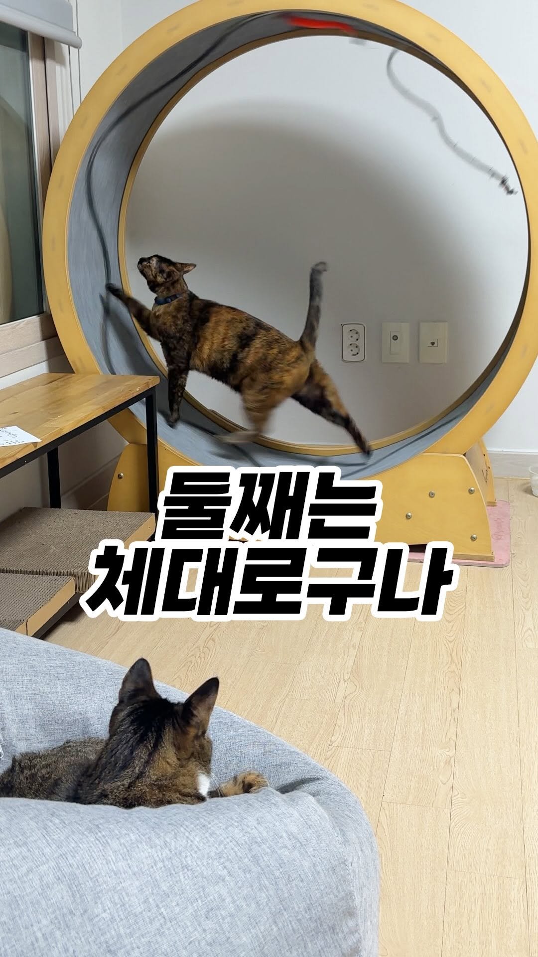 _askthecat 게시물 이미지: 🏃‍♀️캣휠후기🐅
#어려운건고양이한테물어봐 #치코동복 

캣휠실패라 하신 분들...